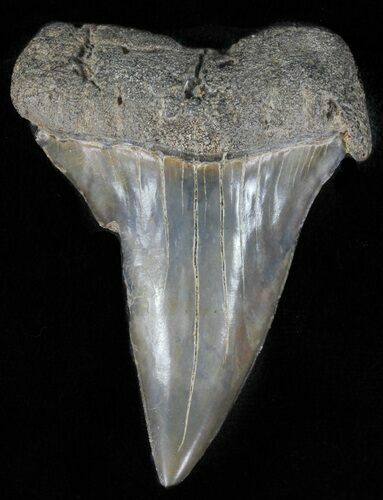 Fossil Mako Shark Tooth - Georgia #61688